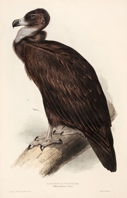 Lot 161 - Lear (Edward). Cinereus Vulture from Gould's Birds of Europe, 1832-37