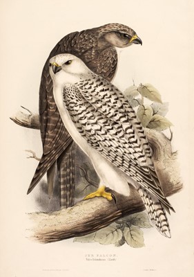 Lot 154 - Gould (J. & E.). Ten lithographs of Raptors [1832 - 37]