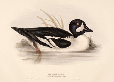 Lot 152 - Gould (J. & E.). Eight lithographs of Ducks [1832 - 37]