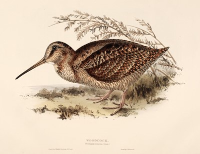 Lot 153 - Gould (J. & E.). Eight lithographs of Waders [1832 - 37]