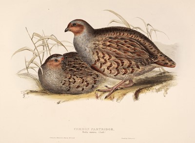 Lot 151 - Gould (J. & E.). A collection of six lithographs of Game Birds [1832 - 37]