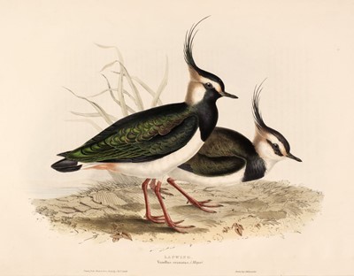 Lot 150 - Gould (J. & E.). A collection of 12 Waders [1832 - 37]