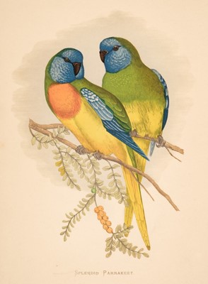 Lot 166 - Natural History. A collection of 40 prints and lithographs, 19th century