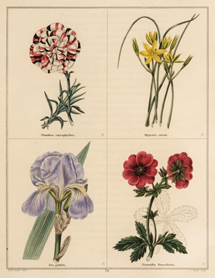Lot 162 - Maund (Benjamin). The Botanic Garden..., 2 volumes (of 5), London: Simpkin & Marshall, [1825-35]