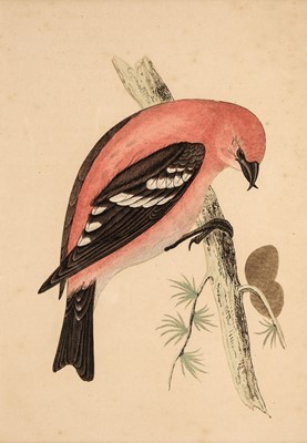 Lot 170 - Ornithology. A collection of approximately 320 prints, mostly 19th and early 20th-century