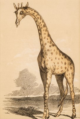 Lot 167 - Natural History. A collection of approximately 200 prints, mostly 19th and early 20th-century