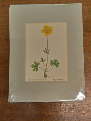 Lot 131 - Botany. A collection of approximately 320 prints, mostly 19th and early 20th century