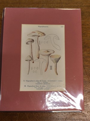 Lot 131 - Botany. A collection of approximately 320 prints, mostly 19th and early 20th century
