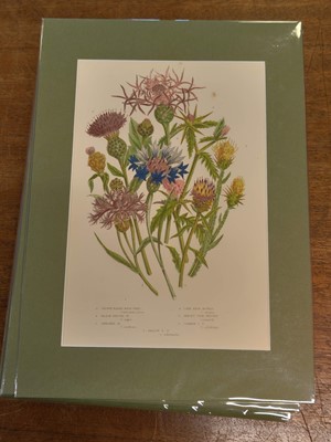 Lot 131 - Botany. A collection of approximately 320 prints, mostly 19th and early 20th century