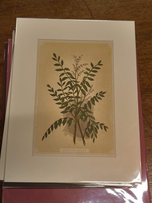 Lot 131 - Botany. A collection of approximately 320 prints, mostly 19th and early 20th century