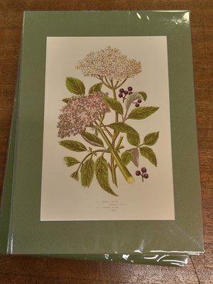 Lot 131 - Botany. A collection of approximately 320 prints, mostly 19th and early 20th century