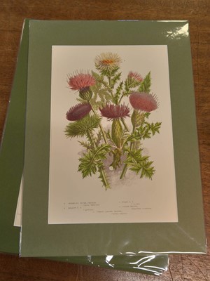 Lot 131 - Botany. A collection of approximately 320 prints, mostly 19th and early 20th century