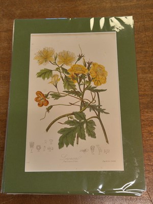Lot 131 - Botany. A collection of approximately 320 prints, mostly 19th and early 20th century