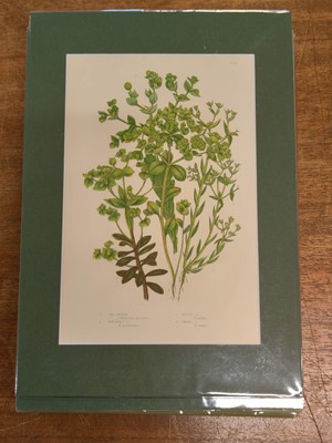 Lot 131 - Botany. A collection of approximately 320 prints, mostly 19th and early 20th century