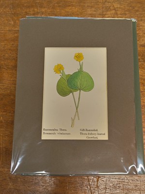Lot 131 - Botany. A collection of approximately 320 prints, mostly 19th and early 20th century