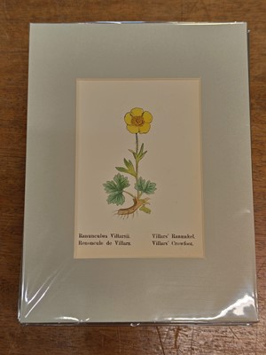 Lot 131 - Botany. A collection of approximately 320 prints, mostly 19th and early 20th century