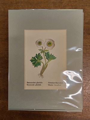 Lot 131 - Botany. A collection of approximately 320 prints, mostly 19th and early 20th century