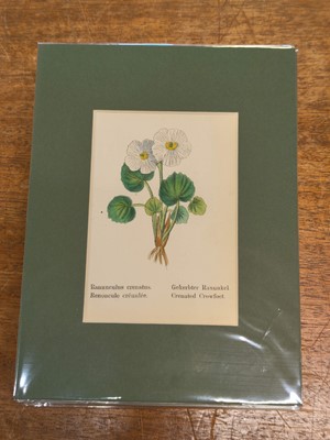 Lot 131 - Botany. A collection of approximately 320 prints, mostly 19th and early 20th century