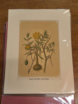 Lot 131 - Botany. A collection of approximately 320 prints, mostly 19th and early 20th century