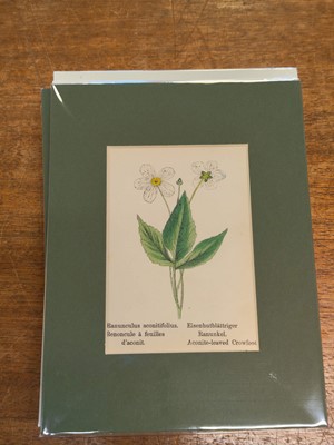 Lot 131 - Botany. A collection of approximately 320 prints, mostly 19th and early 20th century