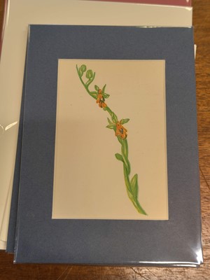 Lot 131 - Botany. A collection of approximately 320 prints, mostly 19th and early 20th century