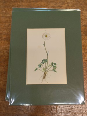 Lot 131 - Botany. A collection of approximately 320 prints, mostly 19th and early 20th century