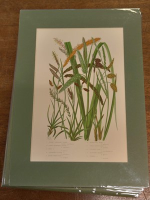Lot 131 - Botany. A collection of approximately 320 prints, mostly 19th and early 20th century