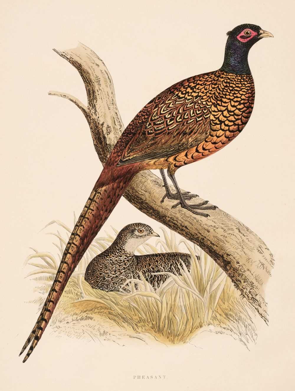 Lot 62 - Morris (Beverly Robinson). British Game Birds..., London: Groombridge and Sons, [1889]