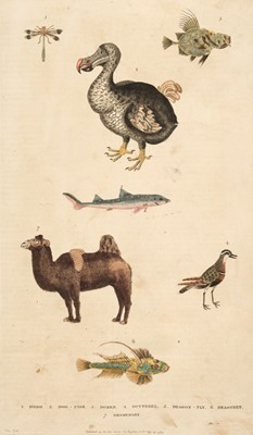 Lot 60 - Martyn (William Frederick). A New Dictionary of Natural History, 2 vols in 1, 1785