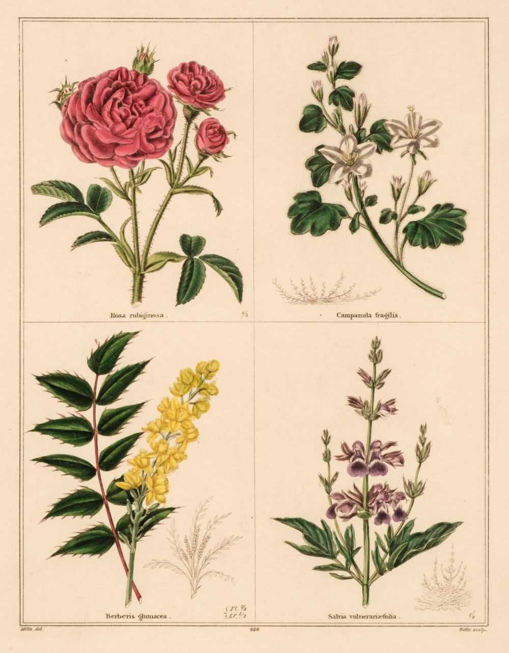 Lot 174 - Botany. A collection of approximately 250 prints, 19th & early 20th century