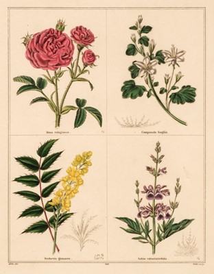 Lot 174 - Botany. A collection of approximately 250 prints, 19th & early 20th century
