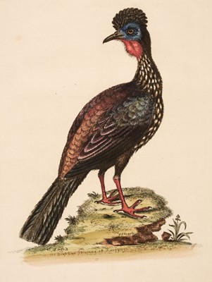 Lot 189 - Edwards (George). A collection of approximately 120 prints, circa 1760