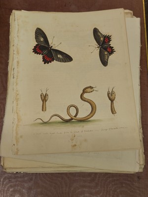 Lot 189 - Edwards (George). A collection of approximately 120 prints, circa 1760