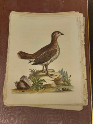 Lot 189 - Edwards (George). A collection of approximately 120 prints, circa 1760
