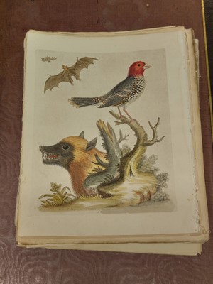 Lot 189 - Edwards (George). A collection of approximately 120 prints, circa 1760
