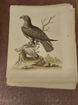 Lot 189 - Edwards (George). A collection of approximately 120 prints, circa 1760