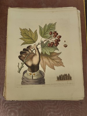 Lot 189 - Edwards (George). A collection of approximately 120 prints, circa 1760