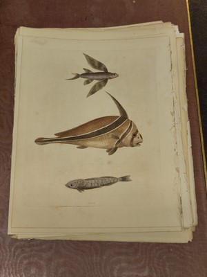 Lot 189 - Edwards (George). A collection of approximately 120 prints, circa 1760