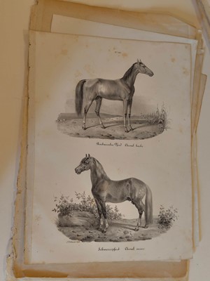 Lot 190 - Equestrianism. A collection of approximately 150 prints & engravings, 18th & 19th century