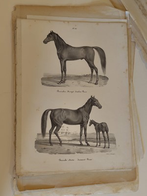 Lot 190 - Equestrianism. A collection of approximately 150 prints & engravings, 18th & 19th century
