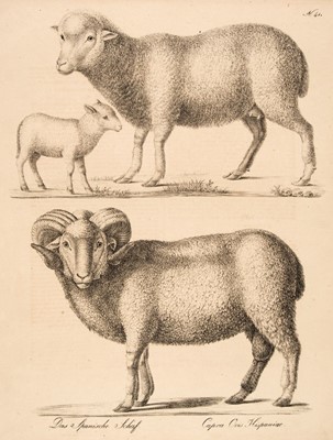 Lot 176 - Brodtmann (Karl Joseph). A collection of approximately 140 lithographs, circa 1830