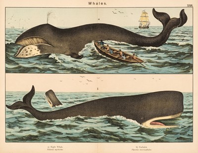Lot 63 - Kirby (W. F.) Natural History of the Animal Kingdom, 3 volumes,  1889