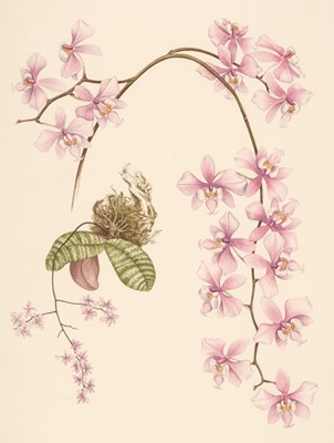 Lot 60 - Hunt (P. Francis). Orchidaceae, Ipswich: The Bourton Press, 1973, signed limited edition 456/600