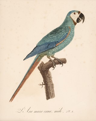 Lot 168 - Barraband (Jacques, 1768-1809). L'ara mara cana mâle. Pl. 8..., circa 1805..., and others