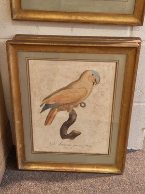 Lot 168 - Barraband (Jacques, 1768-1809). L'ara mara cana mâle. Pl. 8..., circa 1805..., and others