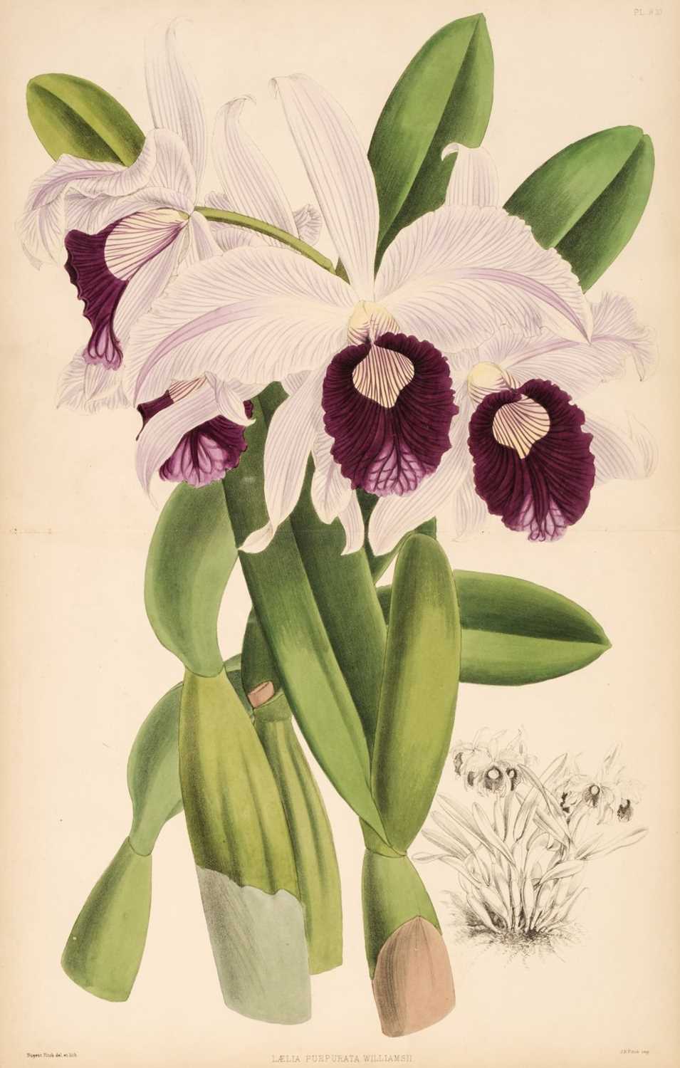 Lot 70 - Warner (Robert). The Orchid Album, 11 vols., 1882-1897
