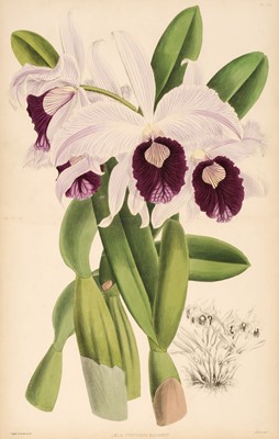 Lot 70 - Warner (Robert). The Orchid Album, 11 vols., 1882-1897
