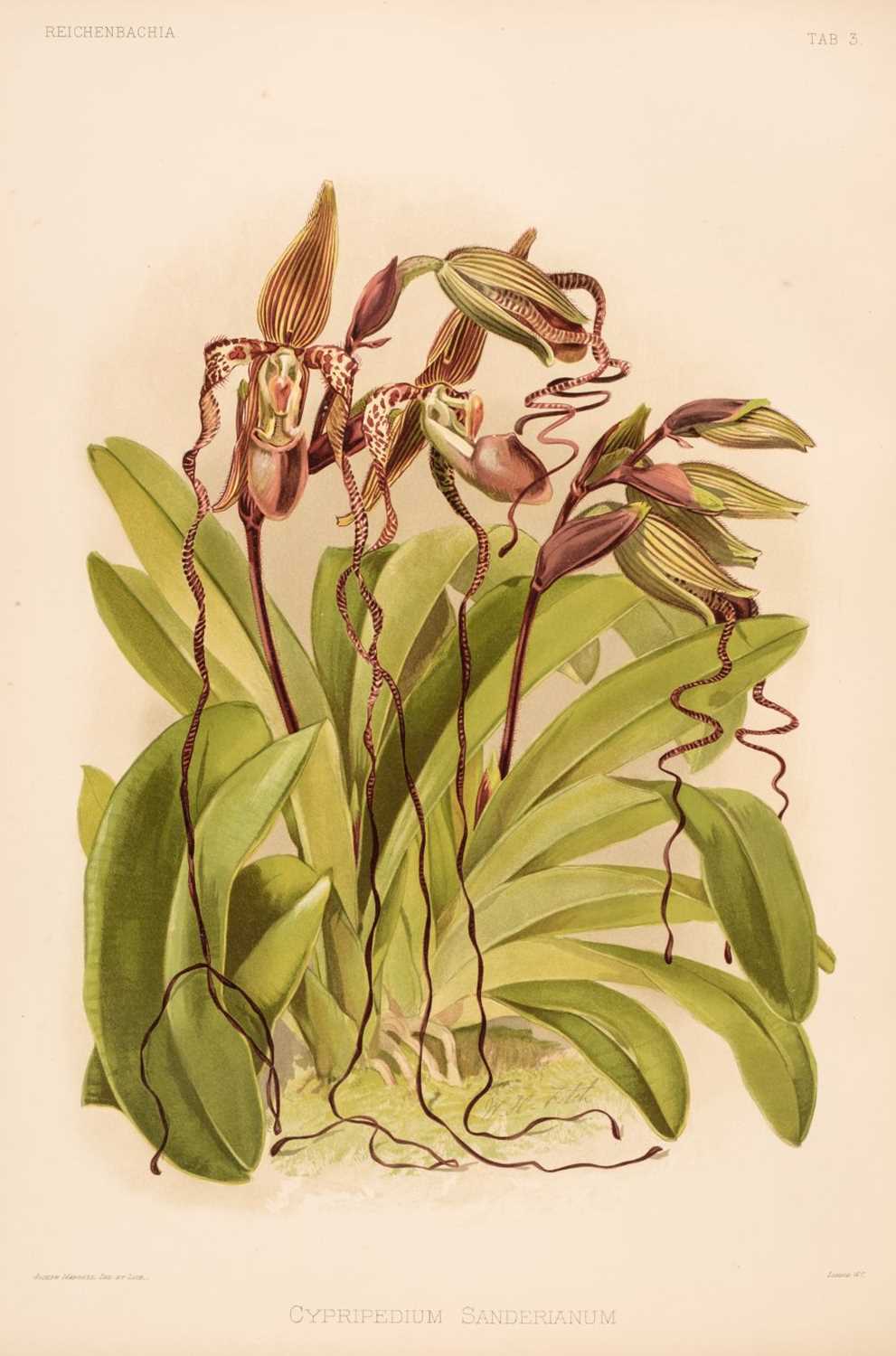 Lot 69 - Sander (Frederick). Reichenbachia. Orchids Illustrated and Described, 4 vols., 1888-1894
