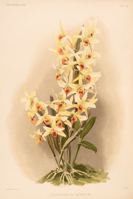 Lot 69 - Sander (Frederick). Reichenbachia. Orchids Illustrated and Described, 4 vols., 1888-1894