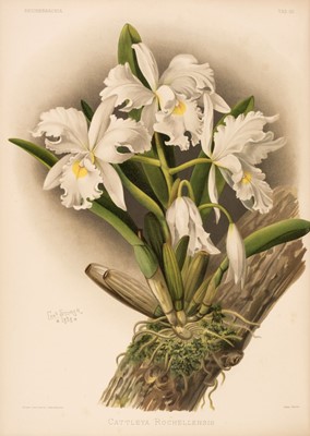 Lot 69 - Sander (Frederick). Reichenbachia. Orchids Illustrated and Described, 4 vols., 1888-1894
